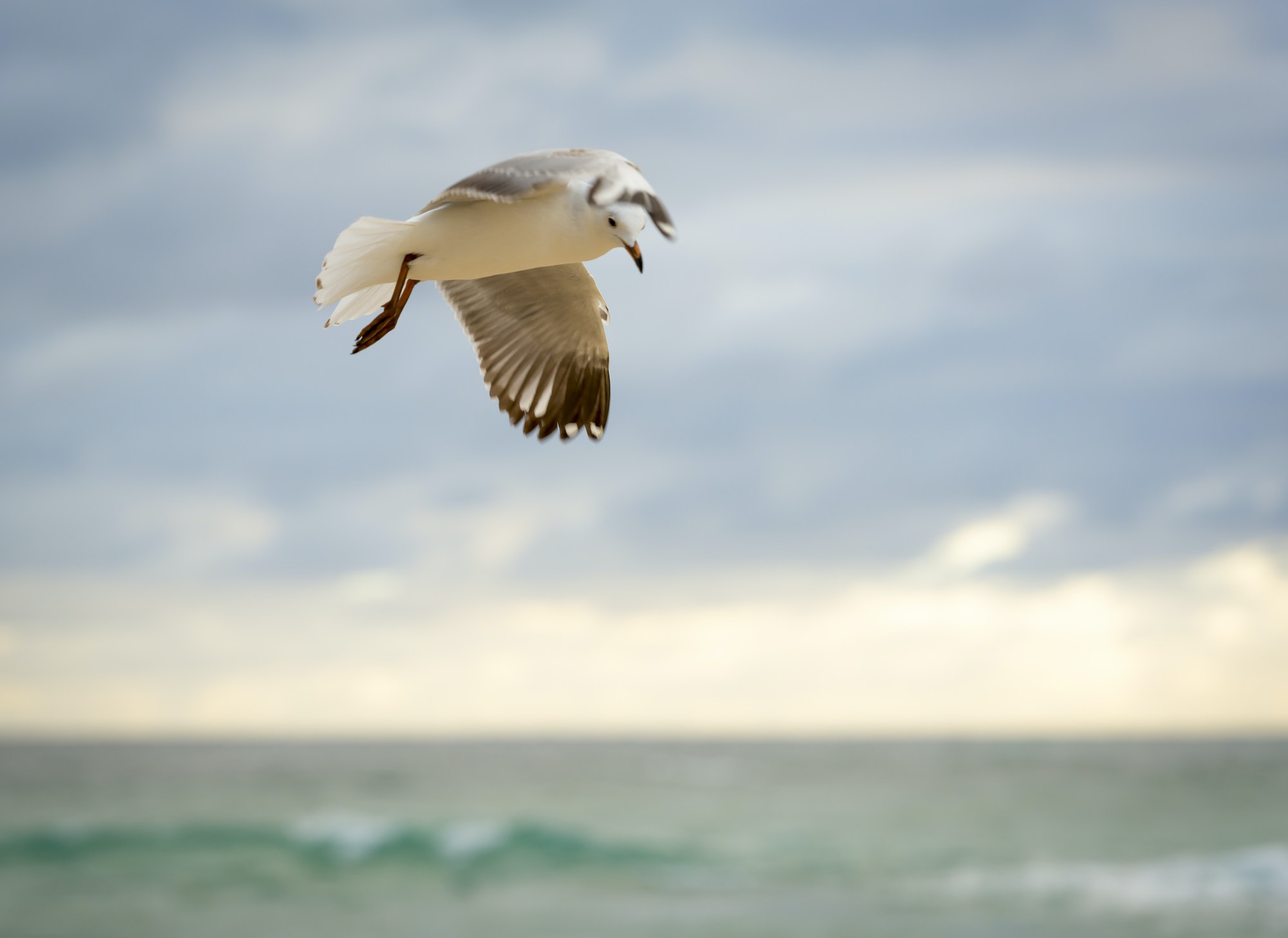 Bird In Flight