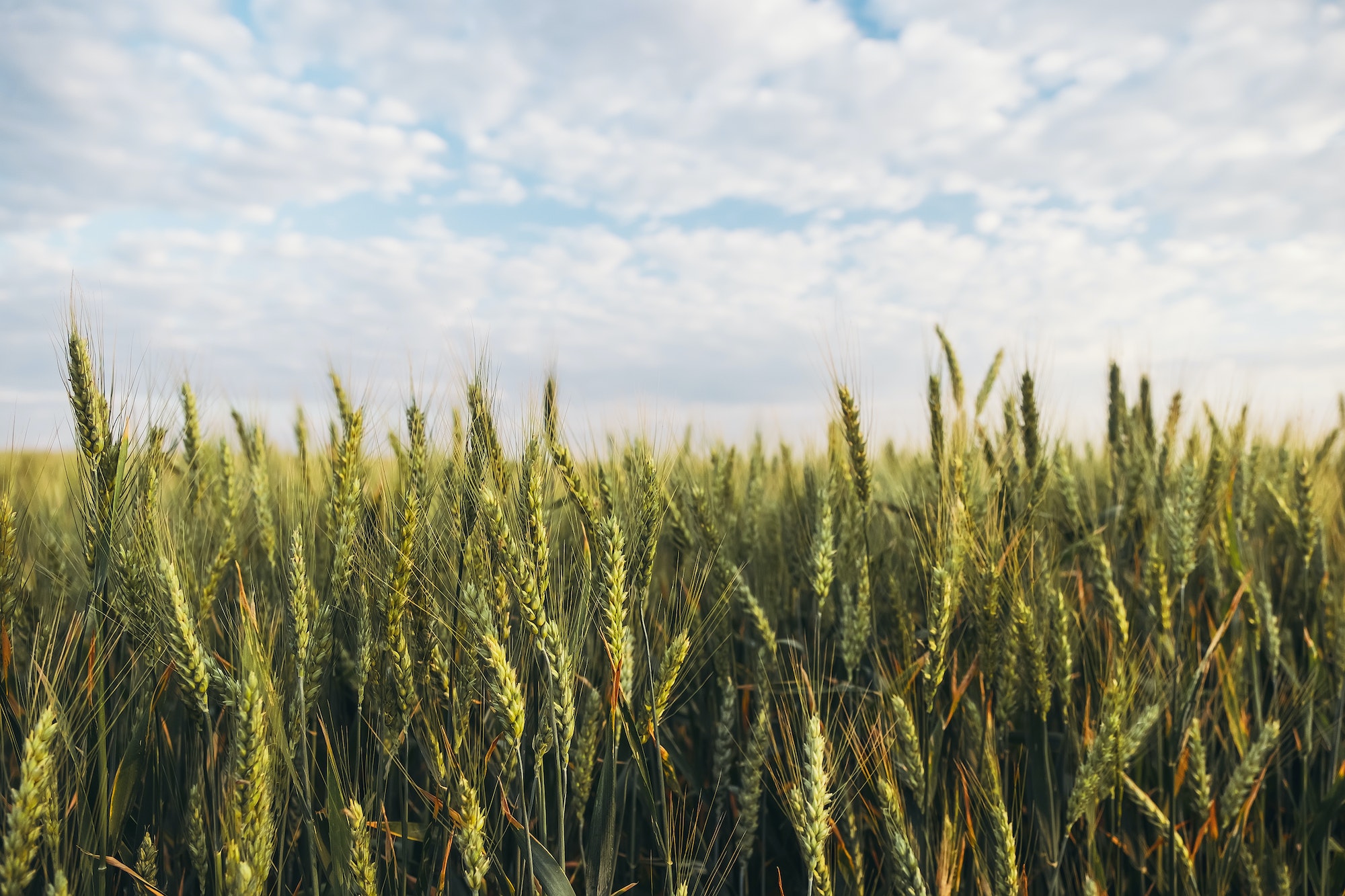 Field of green wheat under beautiful sky with white fluffy cloud