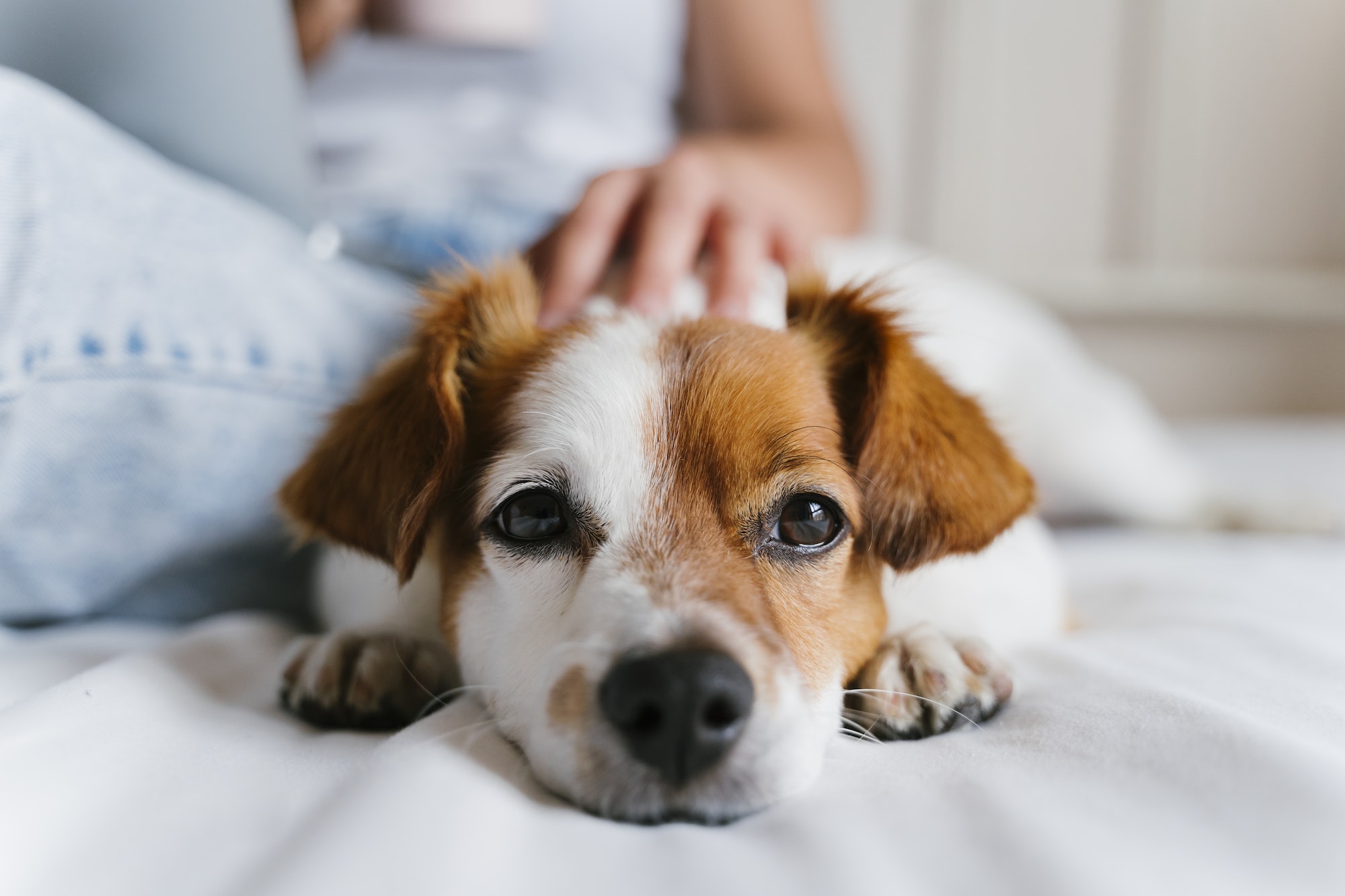 young woman on bed cuddling jack russell dog. Love for animals. Lifestyle