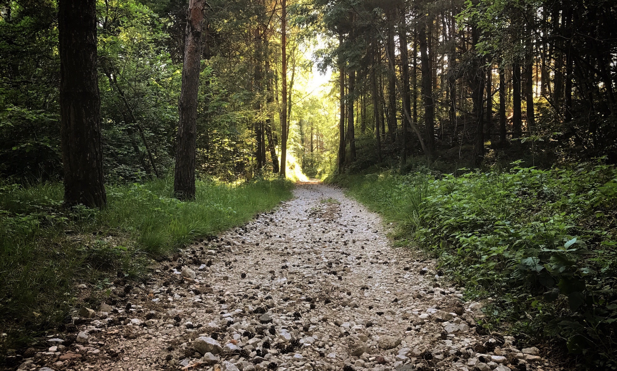 Walking in the wood