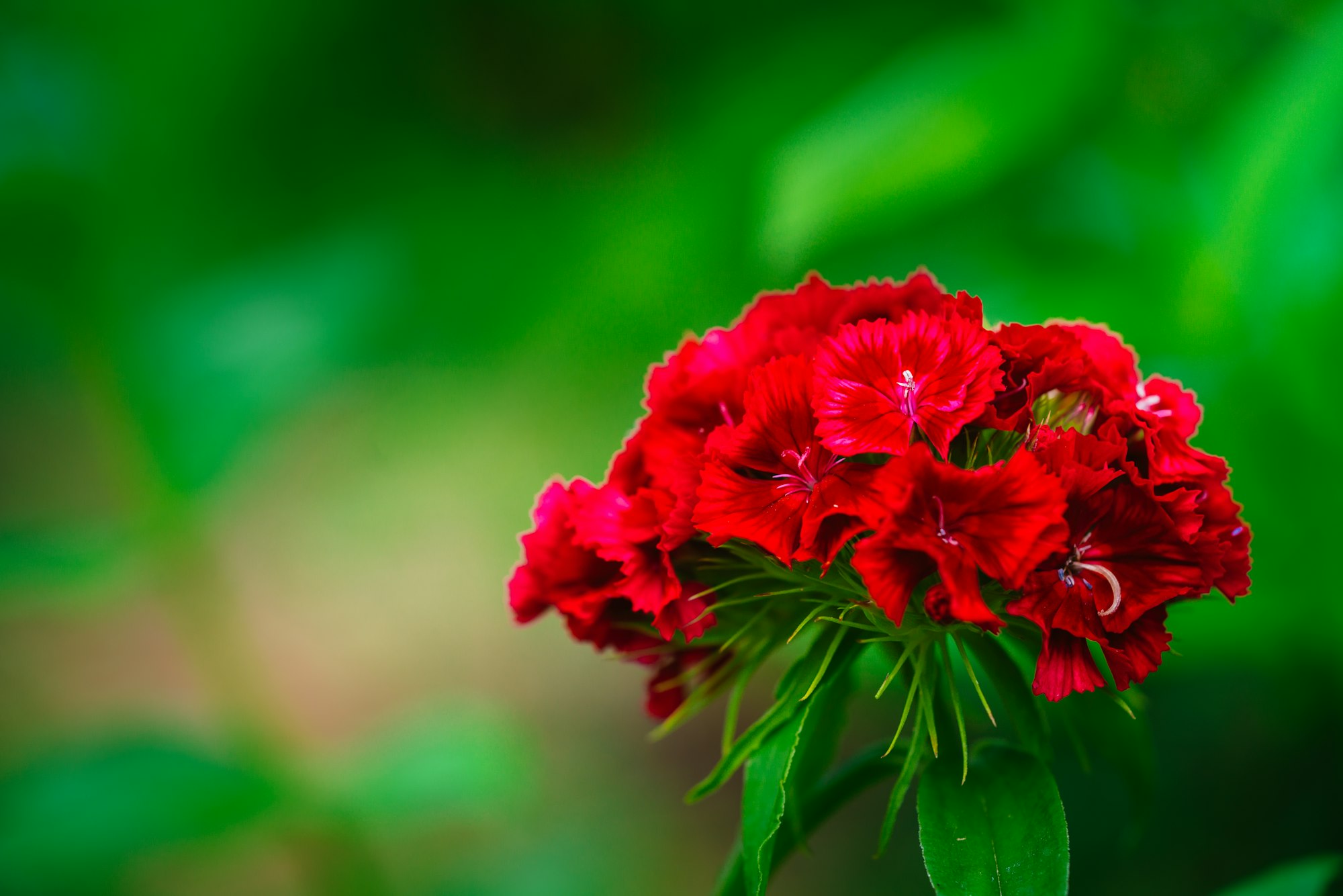 Blooming Turkish cloves